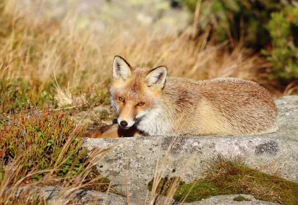 Adorable Red Fox Stone Resting — Stock Photo, Image