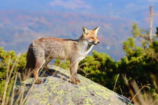 Όμορφη Άγρια Κόκκινη Αλεπού Στα Βουνά — Φωτογραφία Αρχείου