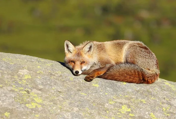 可爱的红狐狸躺在石头上休息 — 图库照片