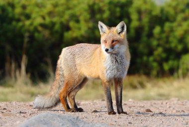 Dağlardaki güzel kızıl tilki