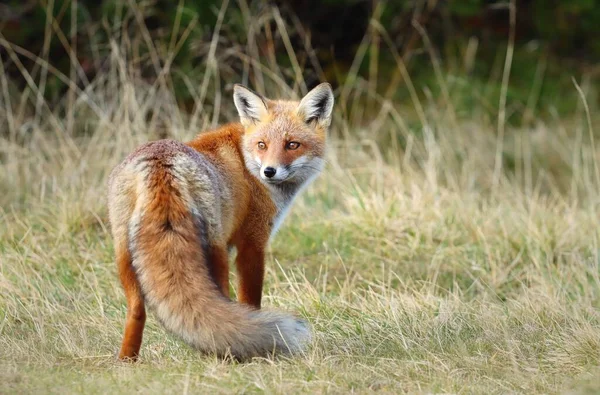 山上美丽的野生红狐 免版税图库图片