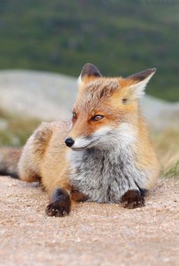 Dağlardaki güzel kızıl tilki