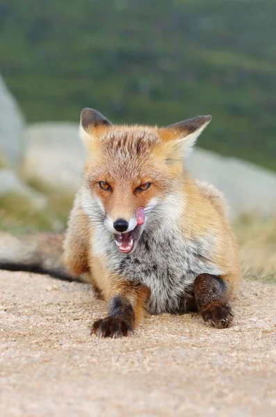 Beautiful Wild Red Fox Mountains — Stock Photo, Image