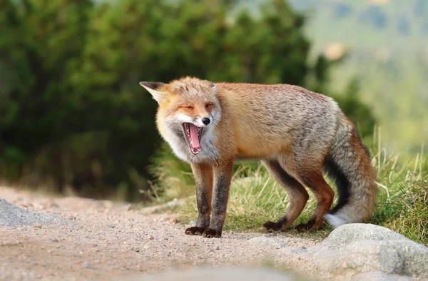 山上美丽的野生红狐 — 图库照片