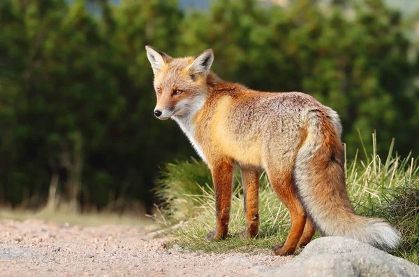 山上美丽的野生红狐 免版税图库照片