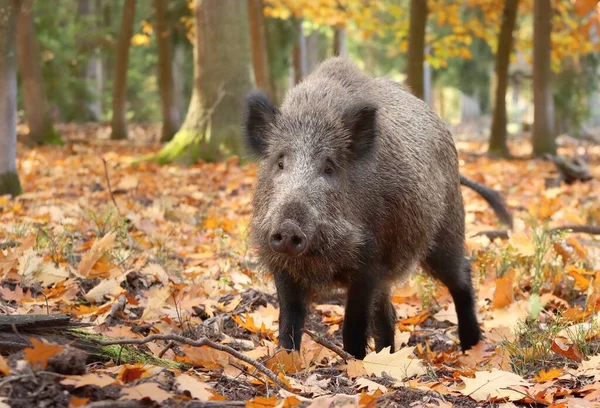 Ormandaki Avrupa yaban domuzu
