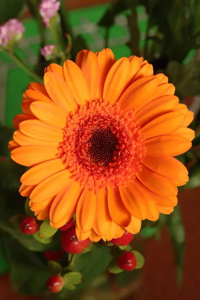 Schöne Orangefarbene Gänseblümchen Blüte — Stockfoto