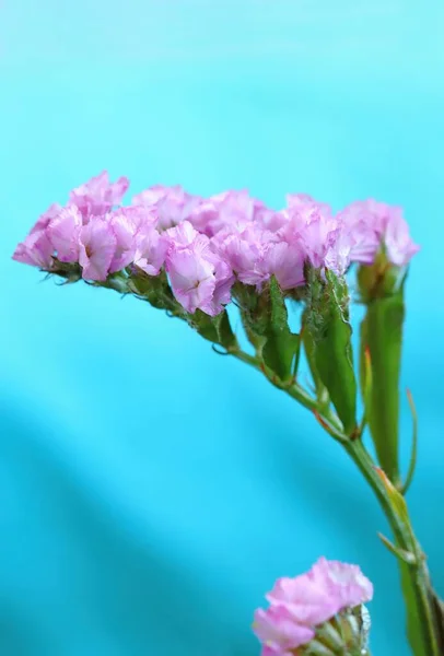 Healing Pink Sea Lavender Bloooming — Stock Photo, Image