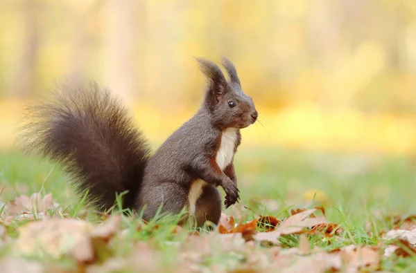 秋天可爱的桉树红松鼠 — 图库照片