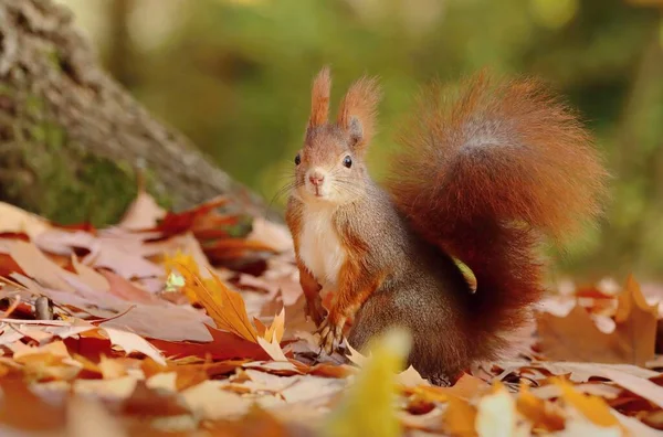 Bonito Eurasian Vermelho Esquilo Outono — Fotografia de Stock