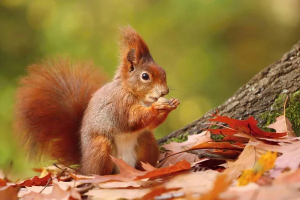Cute Eurasian Red Squirrel Autumn — Stock Photo, Image