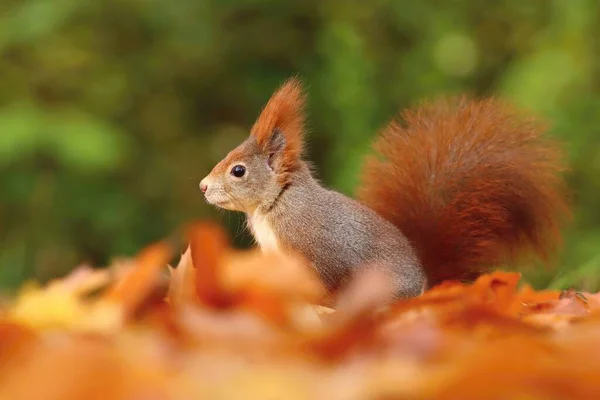 Cute Eurasian Red Squirrel Autumn — Stock Photo, Image