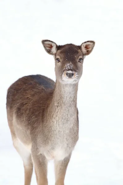 ヨーロッパの流行鹿の女性 — ストック写真