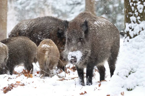 Kışın Avrupa yaban domuzu