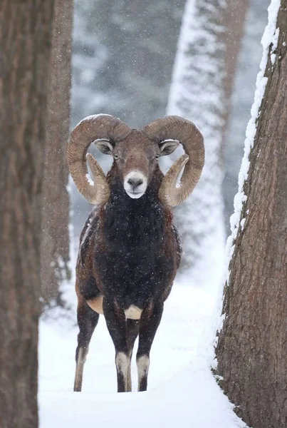 Majestätisches Europäisches Mufflon Männchen Winter Stockbild