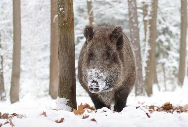Avrupa yaban domuzu kış ormanında