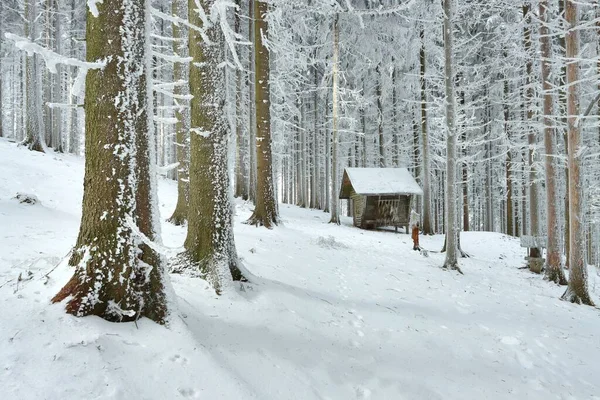 Tierfutterstelle Erfrorenen Wald — Stockfoto