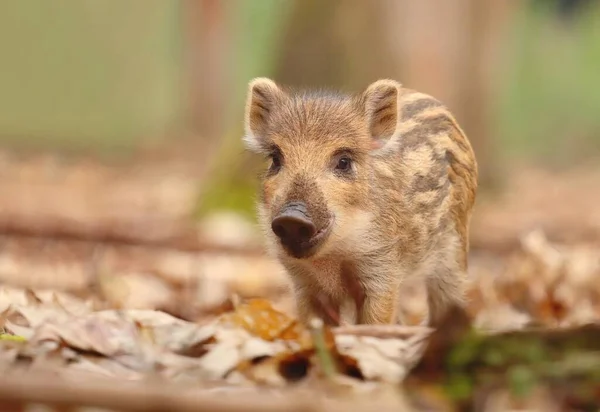 Adorable little wild boar piglet in forest