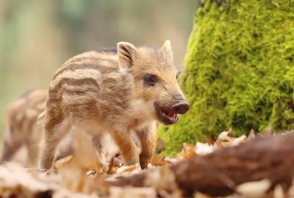 Adorable little wild boar piglet in forest