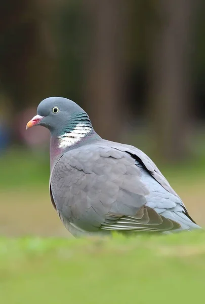Beautiful common wood pigeon in Europe