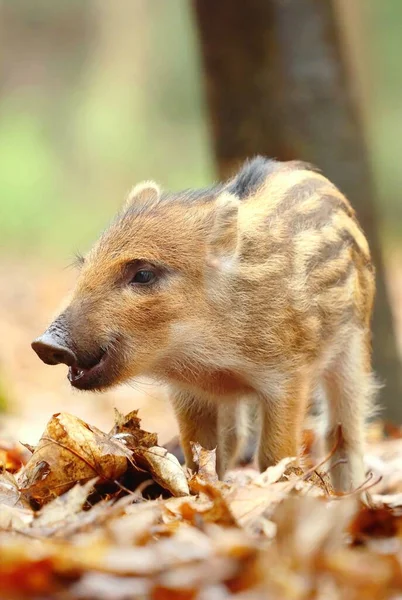 可爱的欧洲小野猪宝宝 — 图库照片
