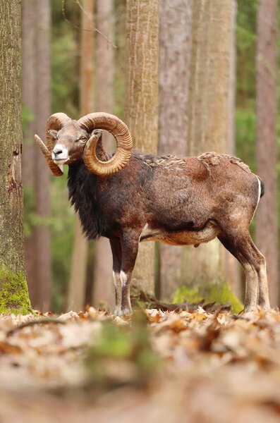 Majestic european mouflon male in forest