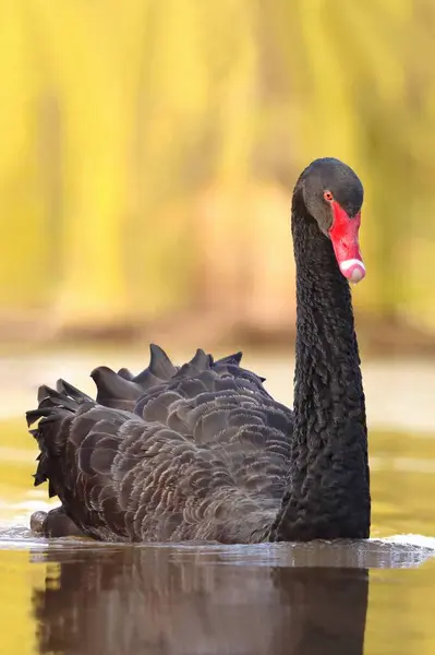 春池上神奇的黑天鹅 — 图库照片