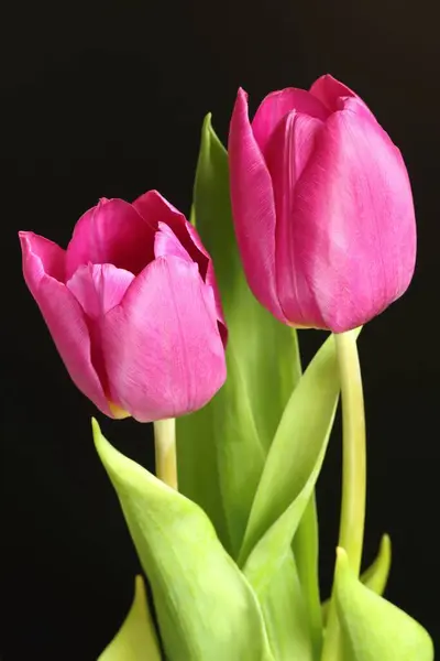 Красивый Фиолетовый Цветок Тюльпана Черном Фоне — стоковое фото