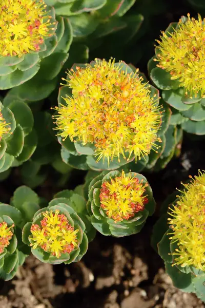 Healing golden root flower blooming