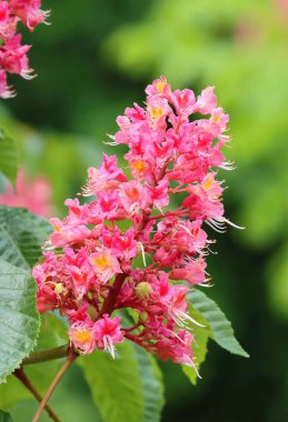 İyileştirici kırmızı at kestane çiçeği