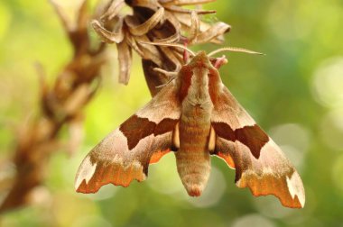 Poplar Hawk güvesinin ayrıntıları