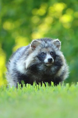Çayır üzerindeki sevimli rakun köpeği