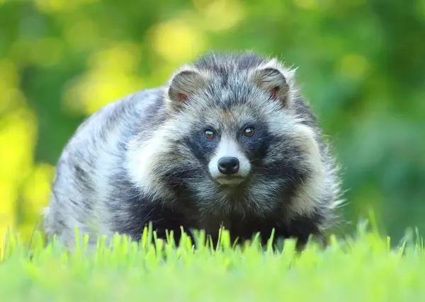 Adorable hairy raccoon dog in summer