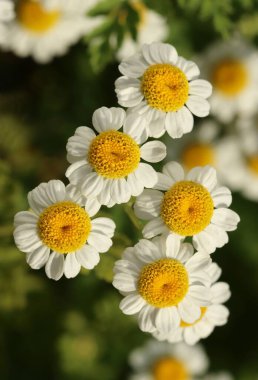 Curative feverfew flower in summer blooming clipart