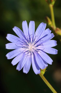 Çiçek açan şifalı hindiba çiçeği