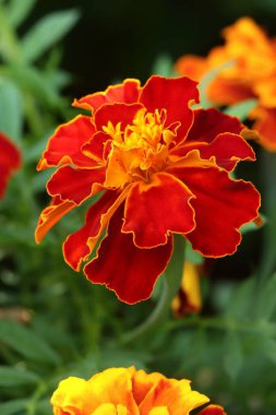 İyileştirici Fransız kadife çiçeği çiçek açıyor.