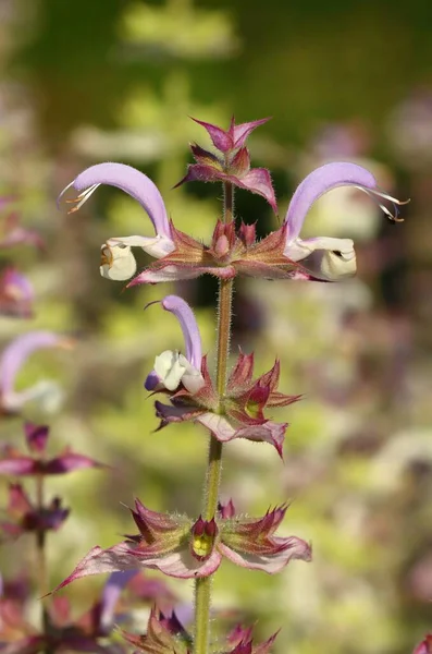 Healing clary sage flower blooming