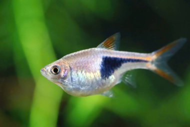 Güzel palyaço Rasbora balığı dişisi