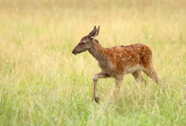 Otlaktaki Sibiryalı geyik yavrusu