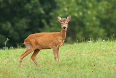 Yazın geyik yumurtası