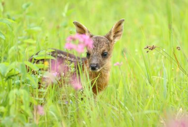 Adorable european roe deer fawn in spring clipart