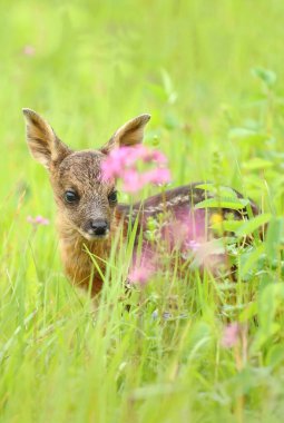 Adorable european roe deer fawn in spring clipart