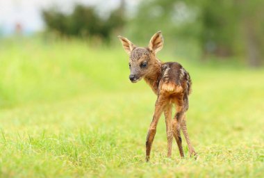 İlkbaharda yavru geyik yavrusu