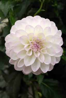 Çiçek açan güzel bahçe çiçekleri