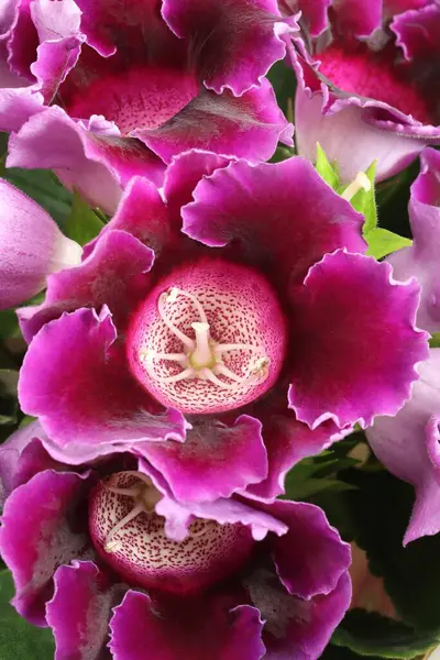 stock image Colorful Gloxinia flower in blossom