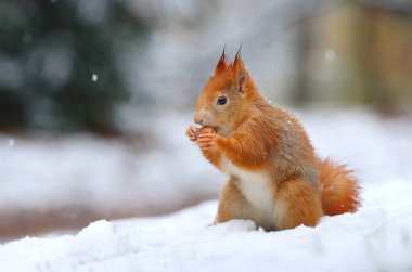 Güzel kırmızı sincap ıslak karda