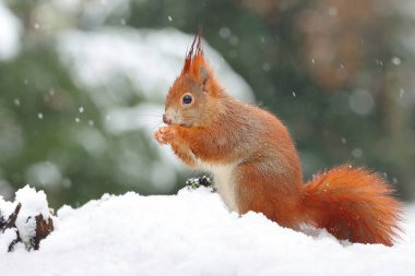 Güzel kırmızı sincap ıslak karda