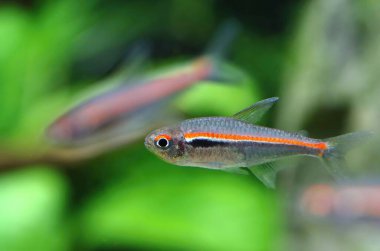 Akvaryumda güzel kırmızı çizgi tetra