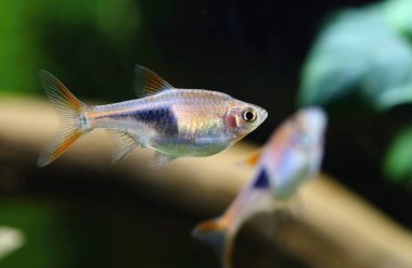 Akvaryumdaki palyaço rasbora balığı.