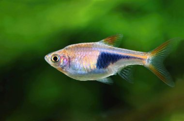 The harlequin rasbora fish in aquarium clipart